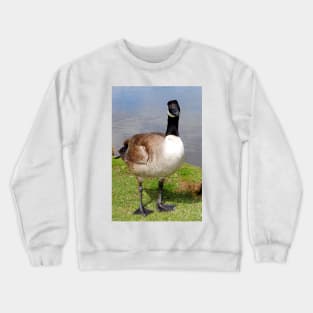 Canada Goose Canadian Geese Wild Bird Crewneck Sweatshirt